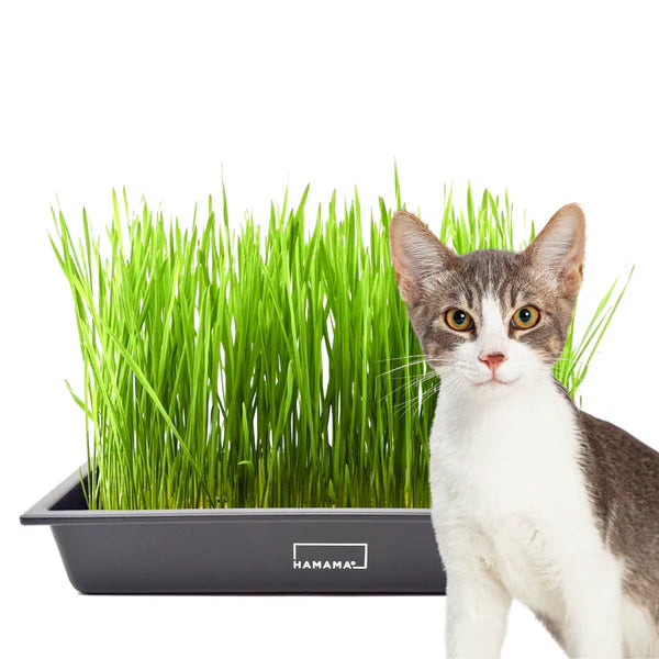 Pet Grass