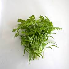 Chervil