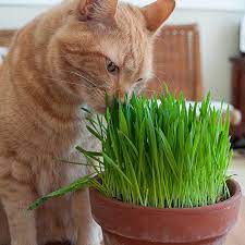 Pet Grass