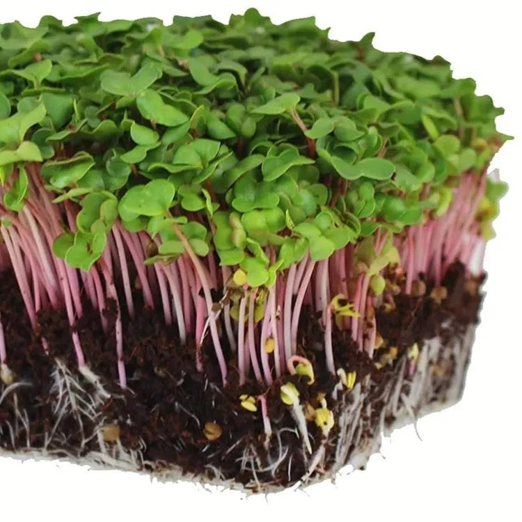 Radish