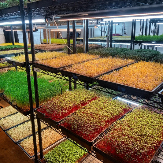 FreshLife "Weekly Extra's" Pack