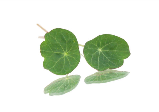 Nasturtium Leaves