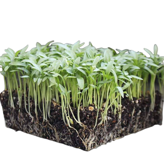 Cilantro