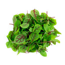 Red Veined Sorrel