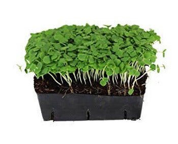 Basil