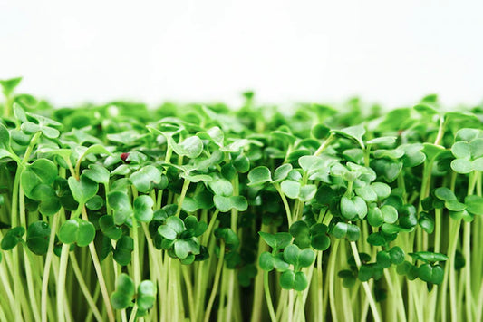 Broccoli