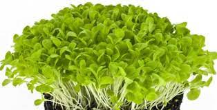 Lettuce