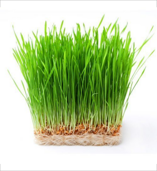 Oat grass
